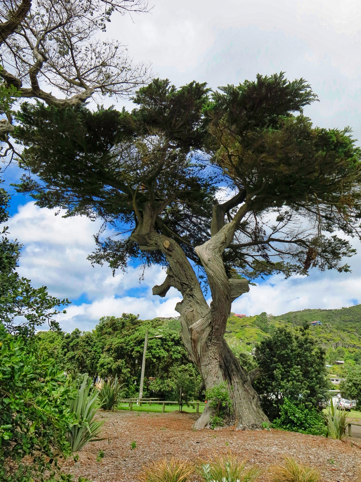 Kauri træ